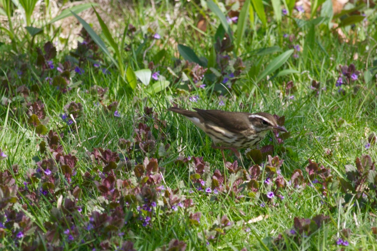 Louisiana Waterthrush - ML445243241