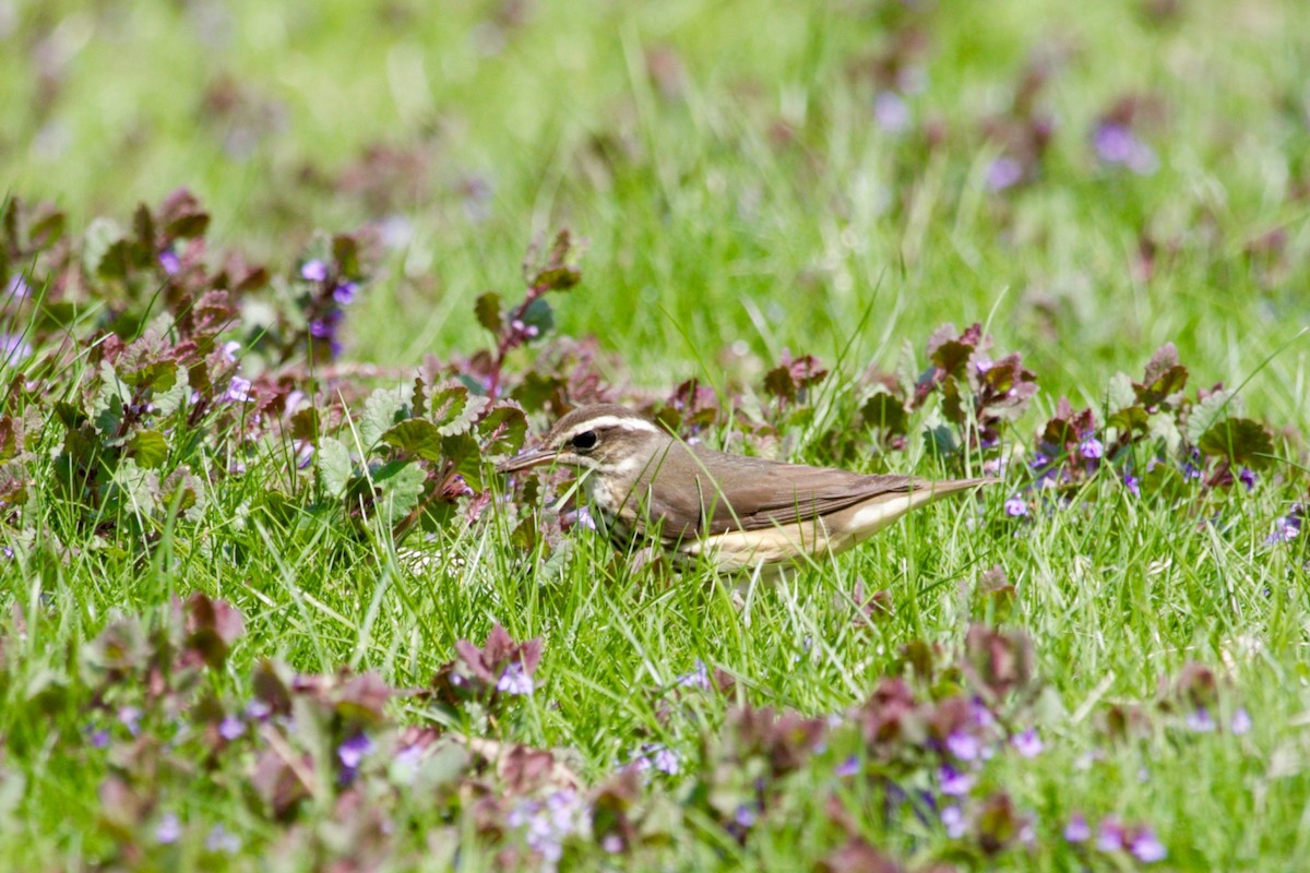 Louisiana Waterthrush - ML445243251