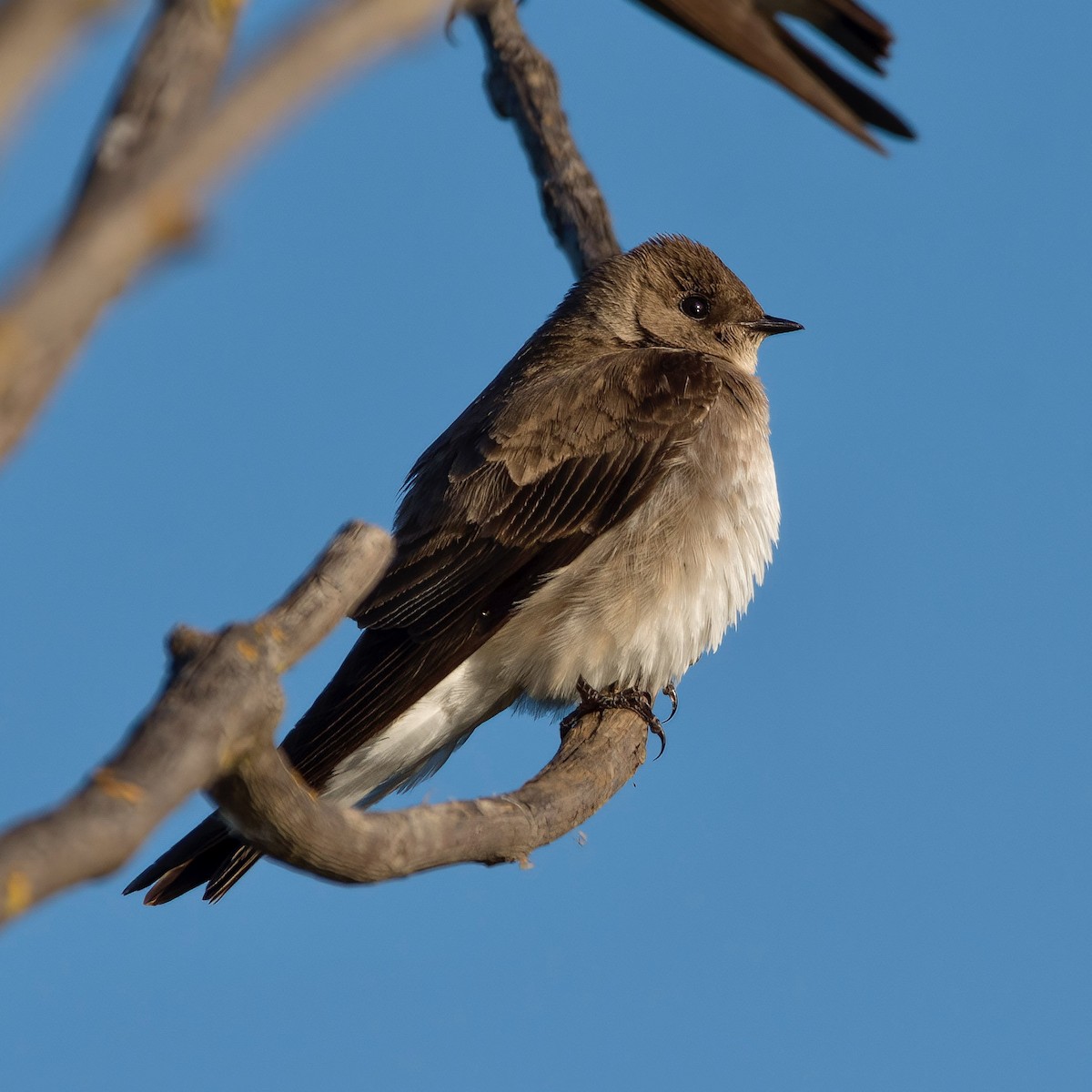 Northern Rough-winged Swallow - ML445243751