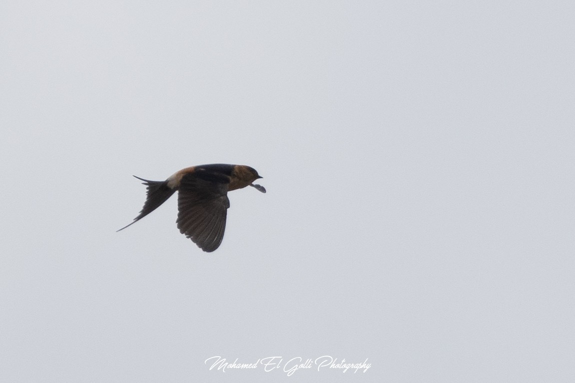 Red-rumped Swallow - ML445243791