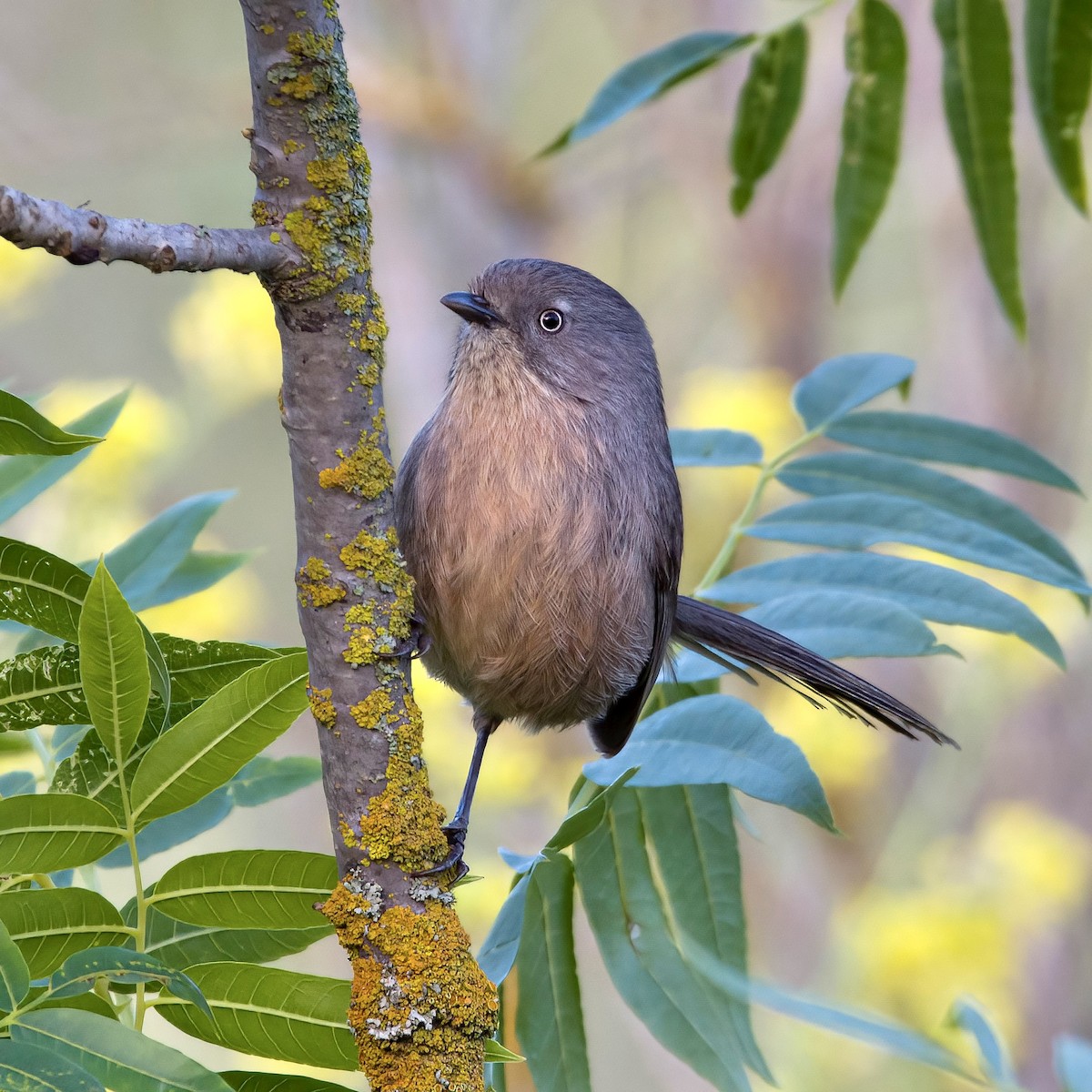 Wrentit - ML445243841