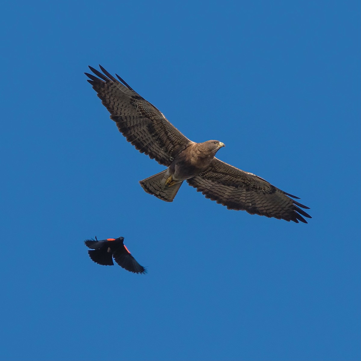 Swainson's Hawk - ML445244231