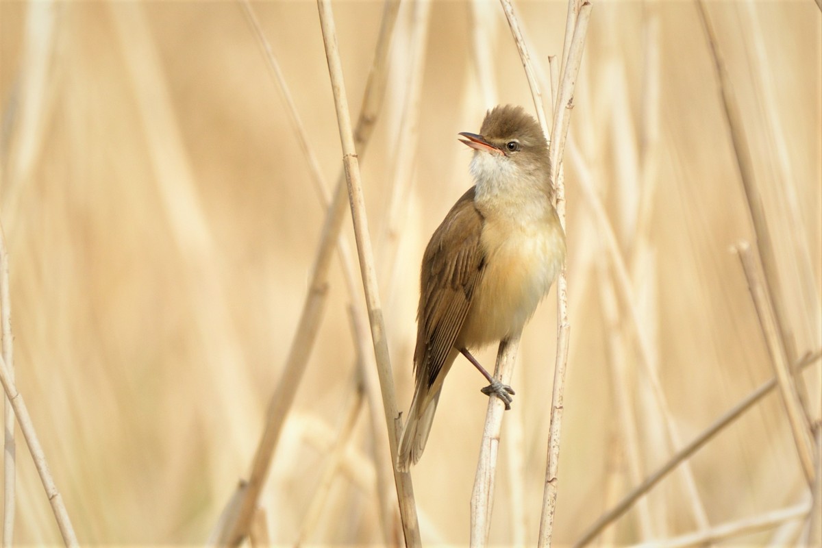 Great Reed Warbler - ML445244541