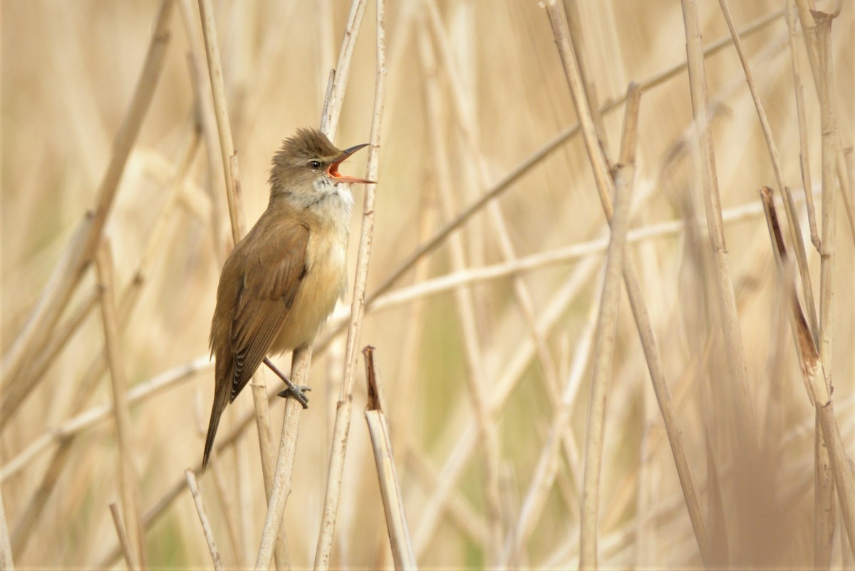 Great Reed Warbler - ML445244551