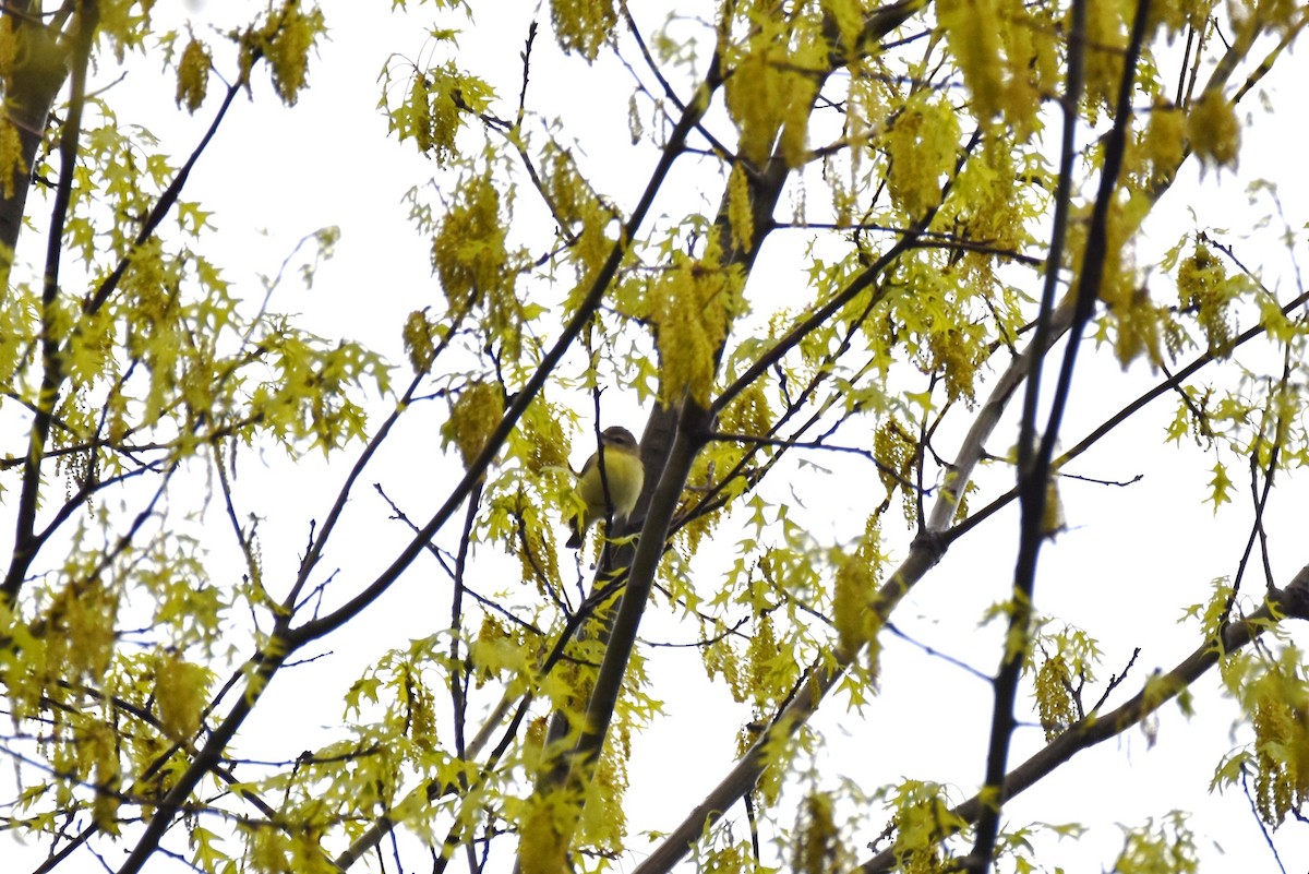 Philadelphia Vireo - ML445245701