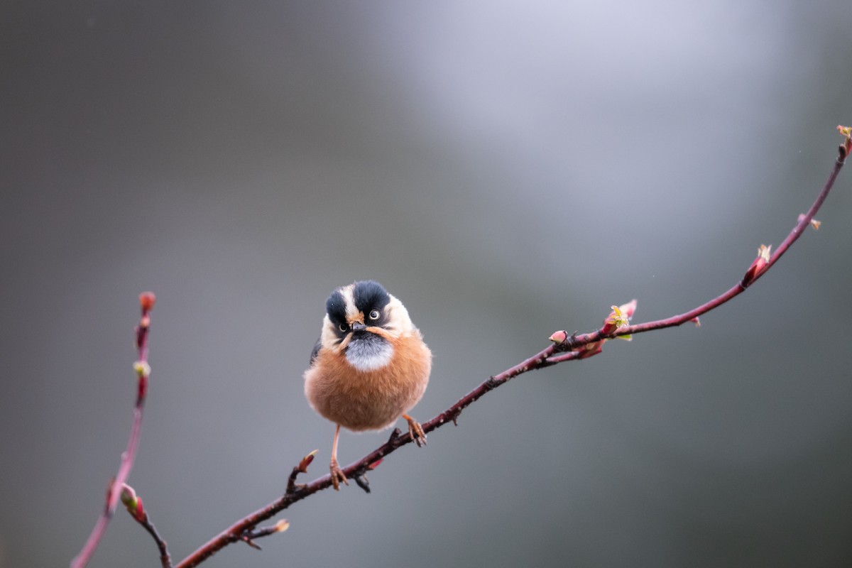 Black-browed Tit - ML445246911