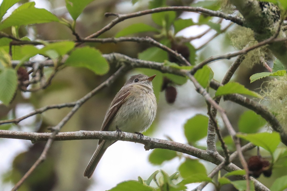 Hammond's Flycatcher - ML445247481