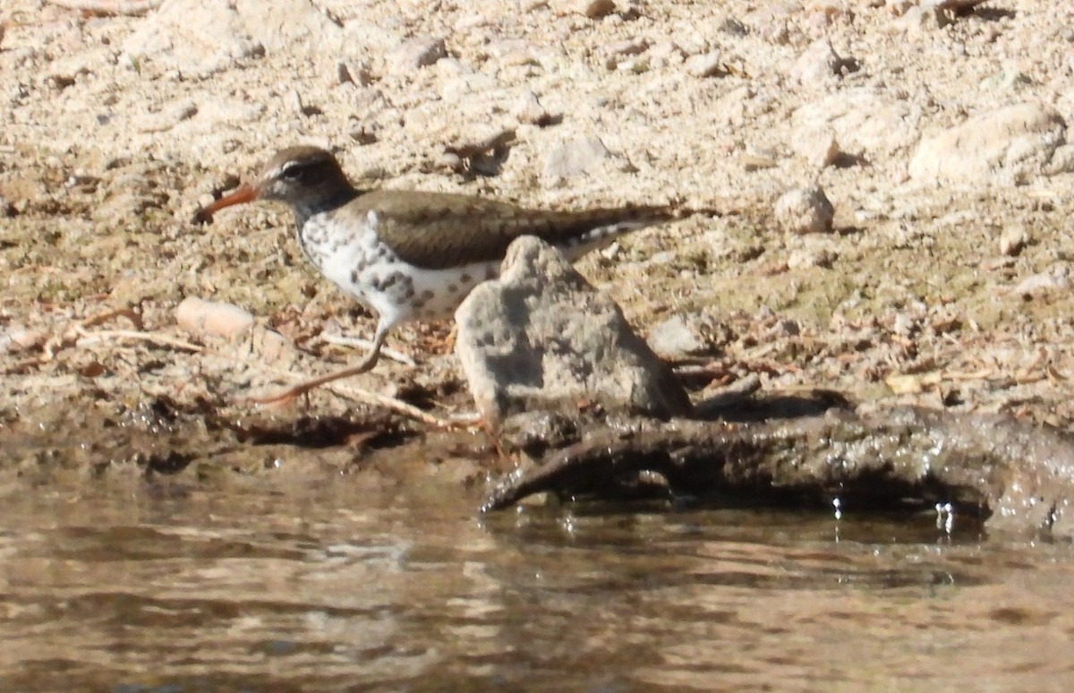 Spotted Sandpiper - ML445247771