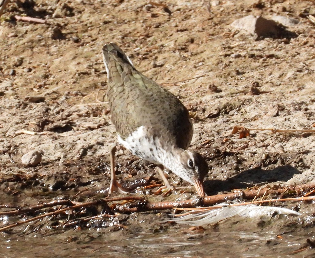 Spotted Sandpiper - ML445247841
