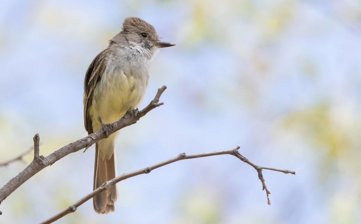 Nutting's Flycatcher - ML445249211