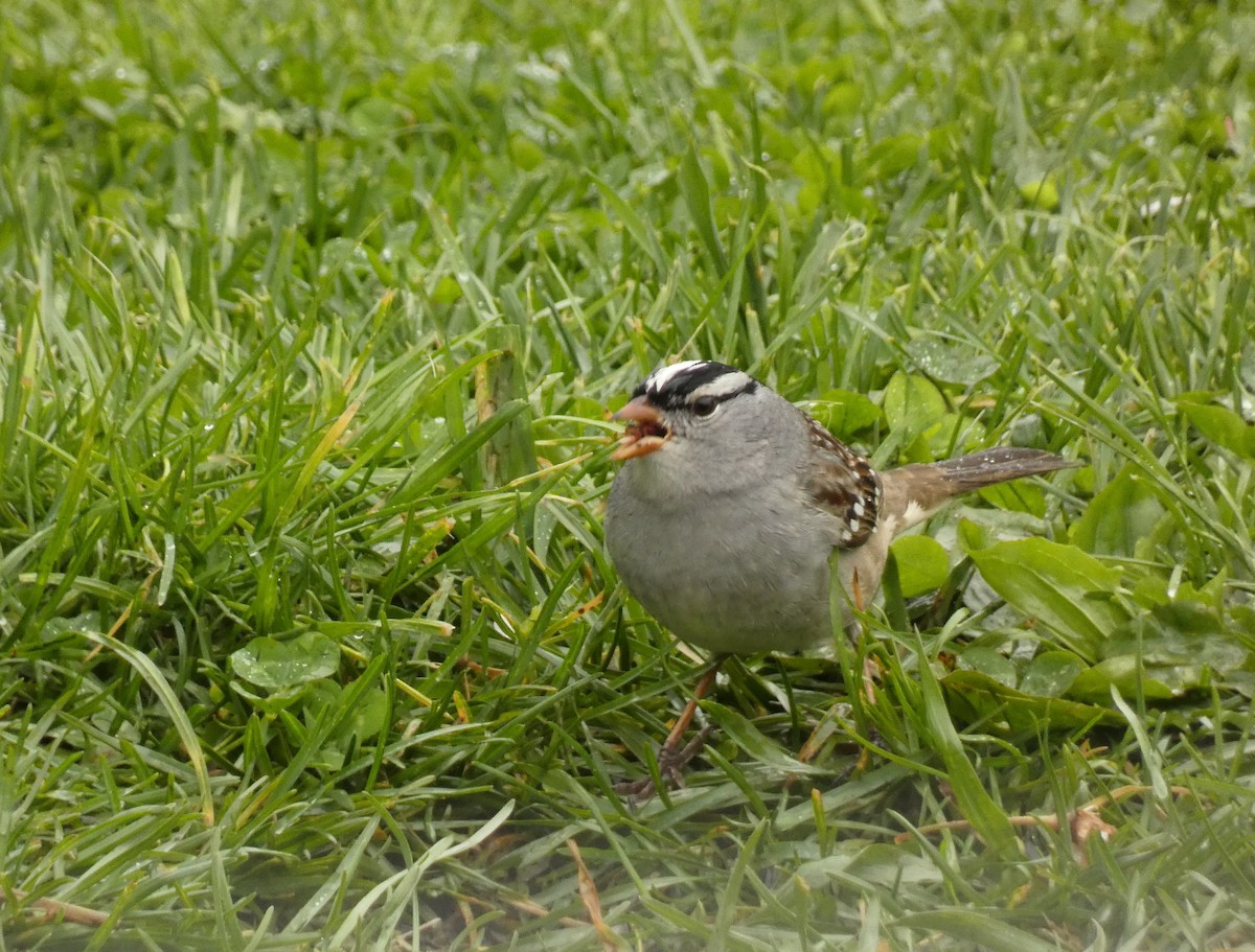 White-crowned Sparrow - ML445251111