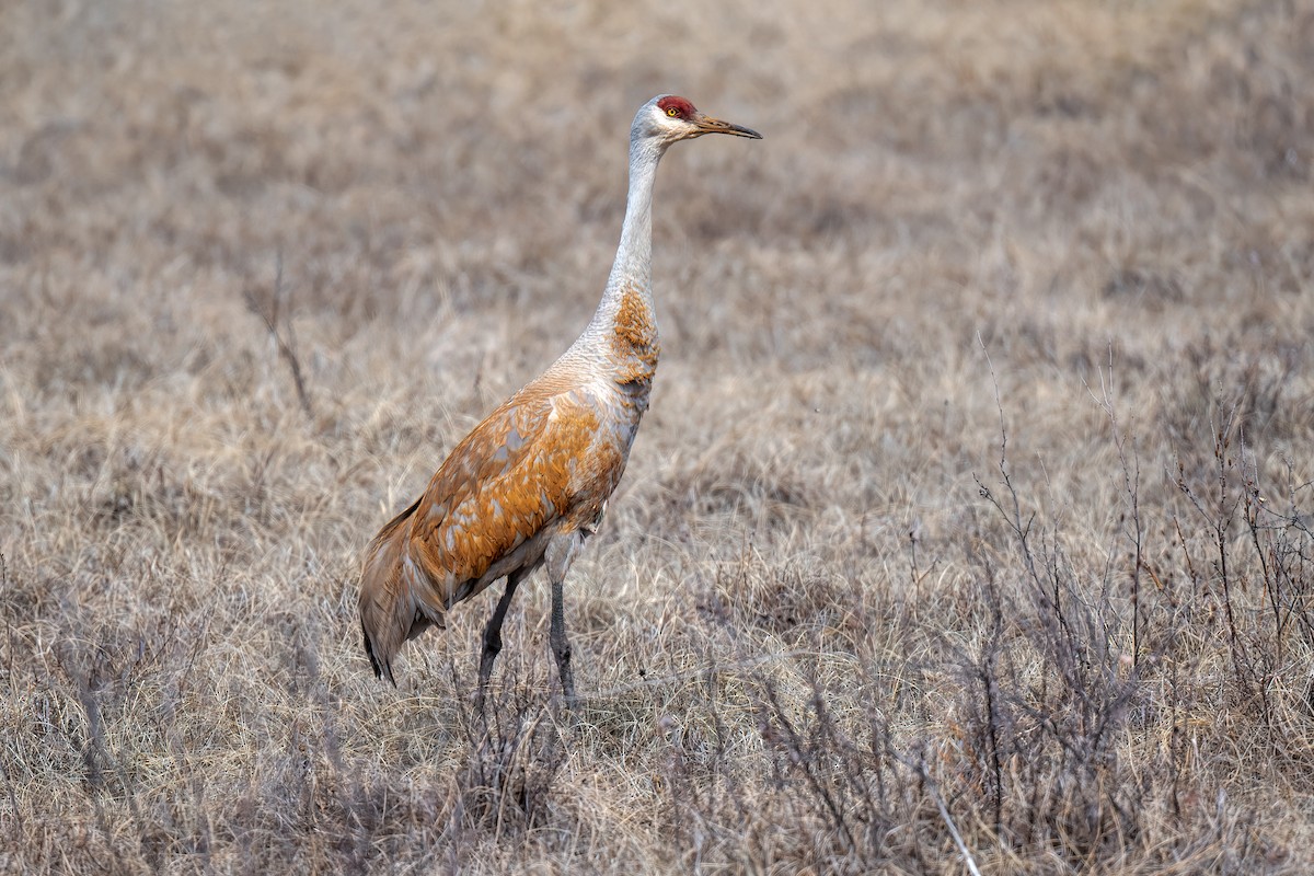 Sandhill Crane - ML445251861