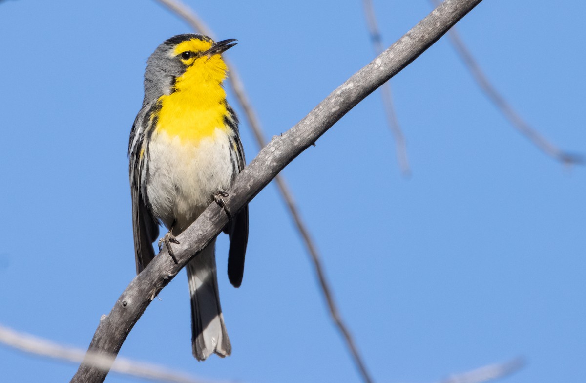 Grace's Warbler - Liam Huber