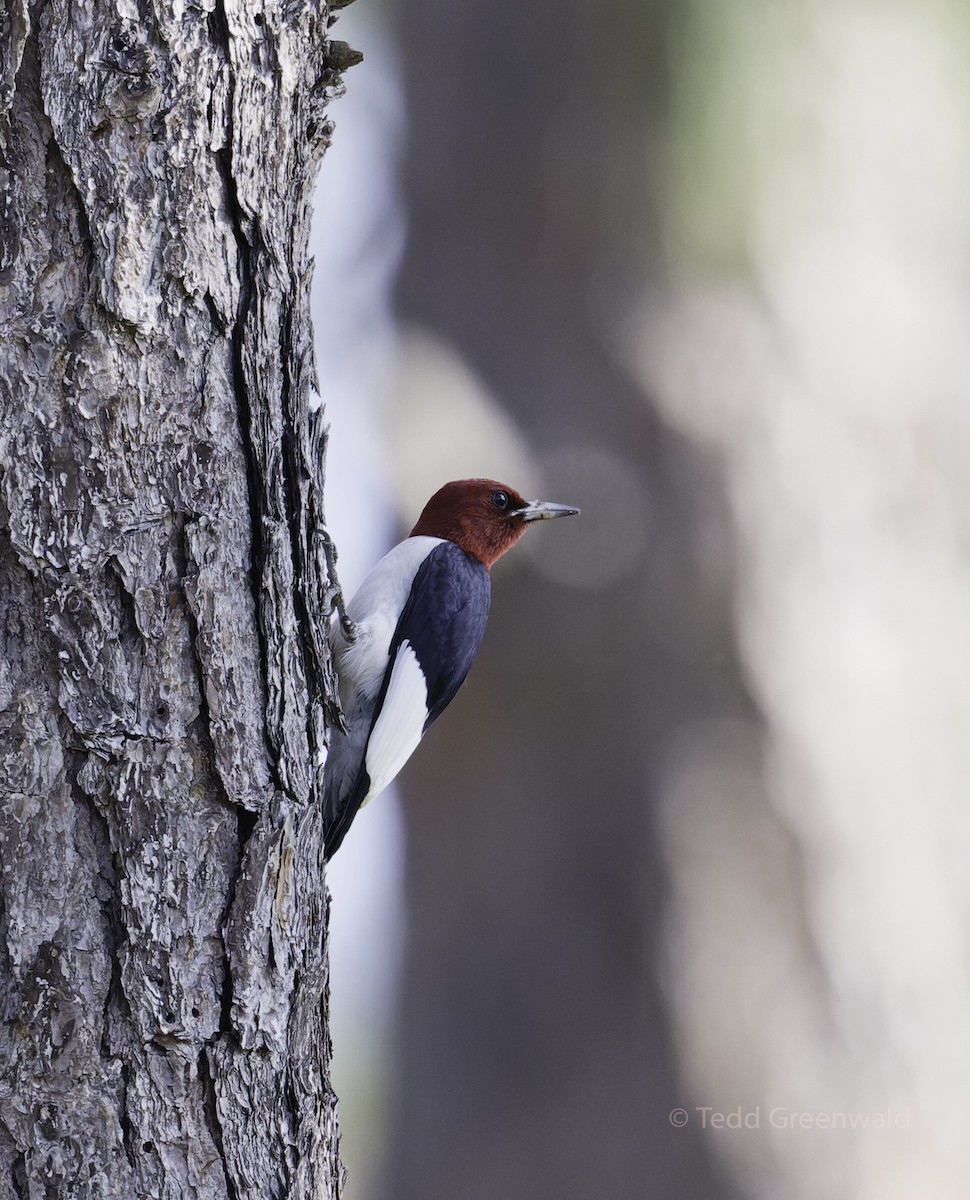 Red-headed Woodpecker - ML445253361