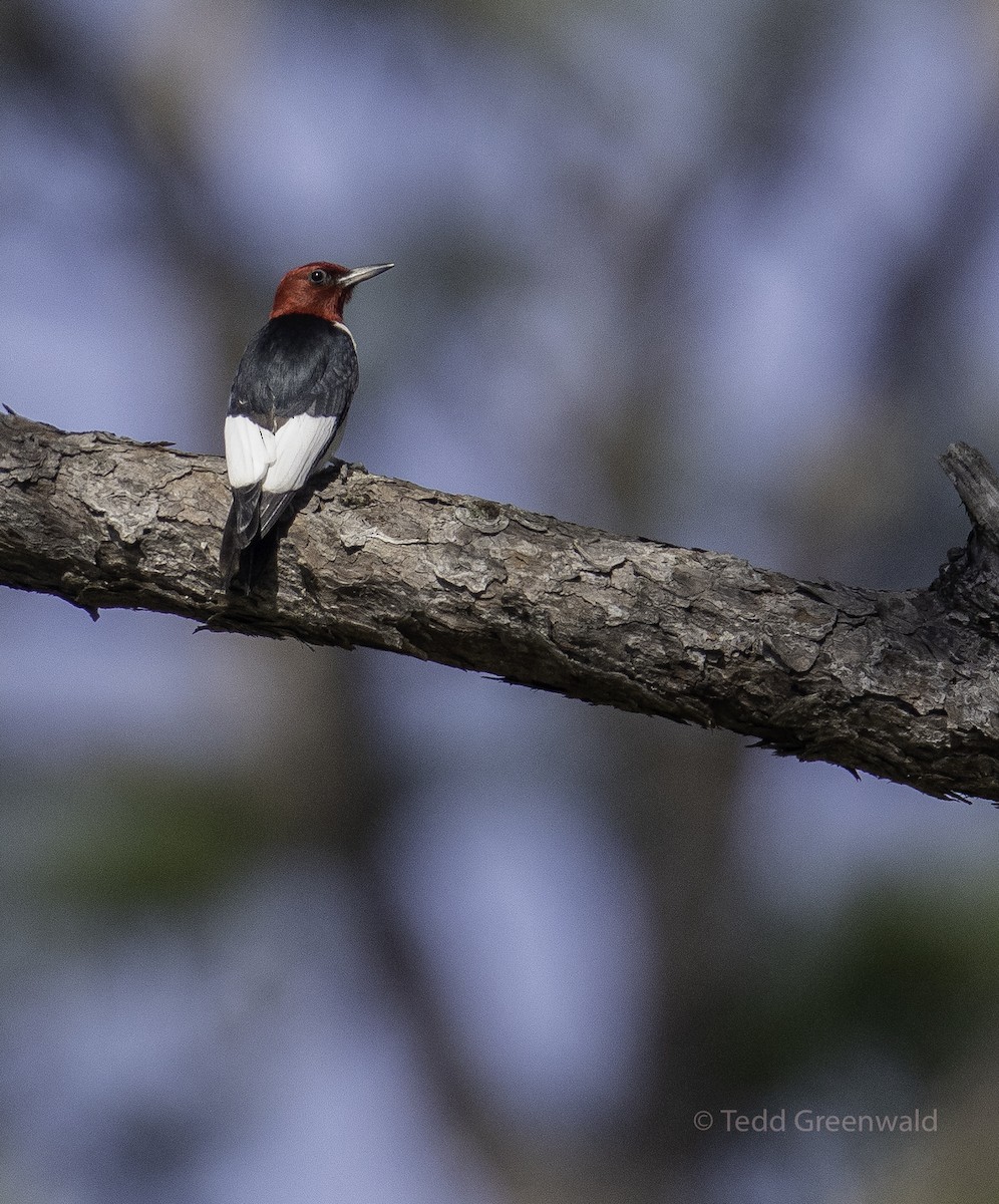 Red-headed Woodpecker - ML445253381