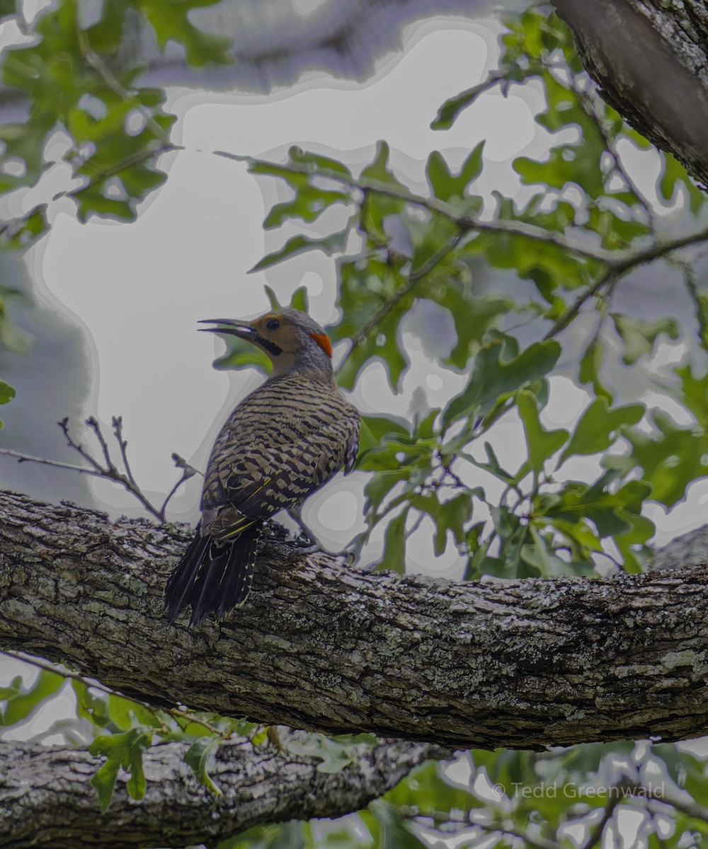 Northern Flicker - ML445253481