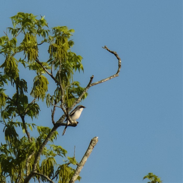 Loggerhead Shrike - ML445253521