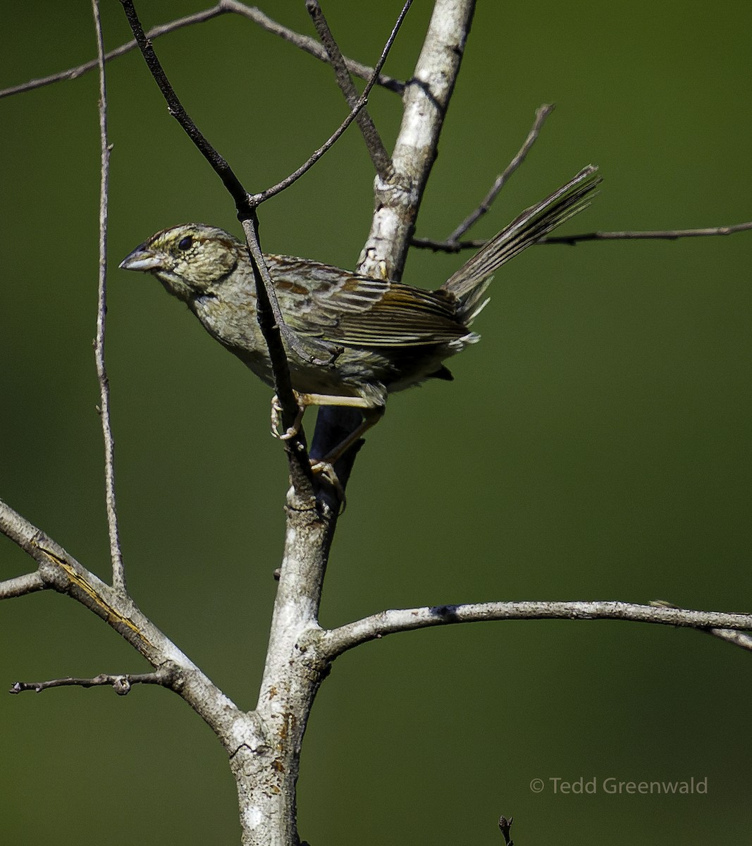 Bachman's Sparrow - ML445253731