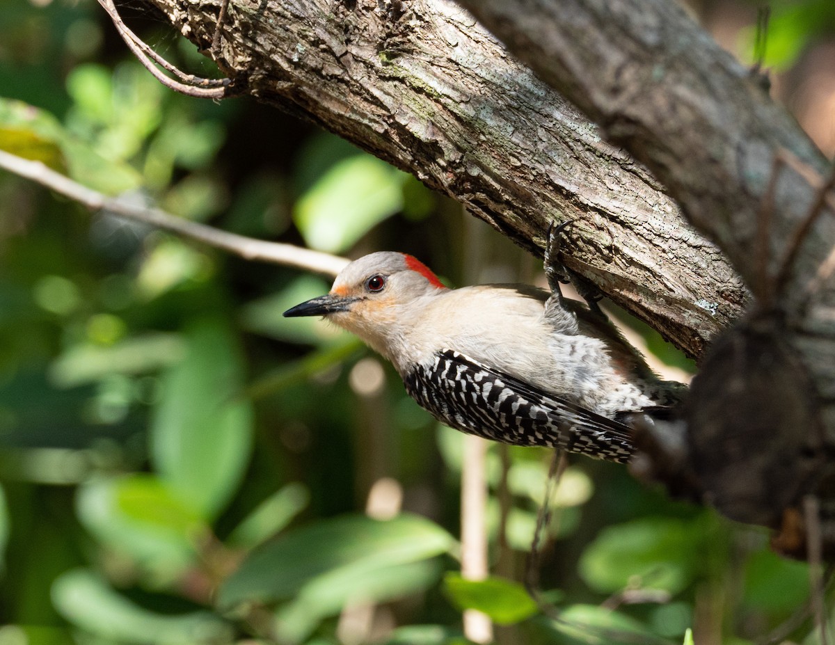 Red-bellied Woodpecker - ML445253851