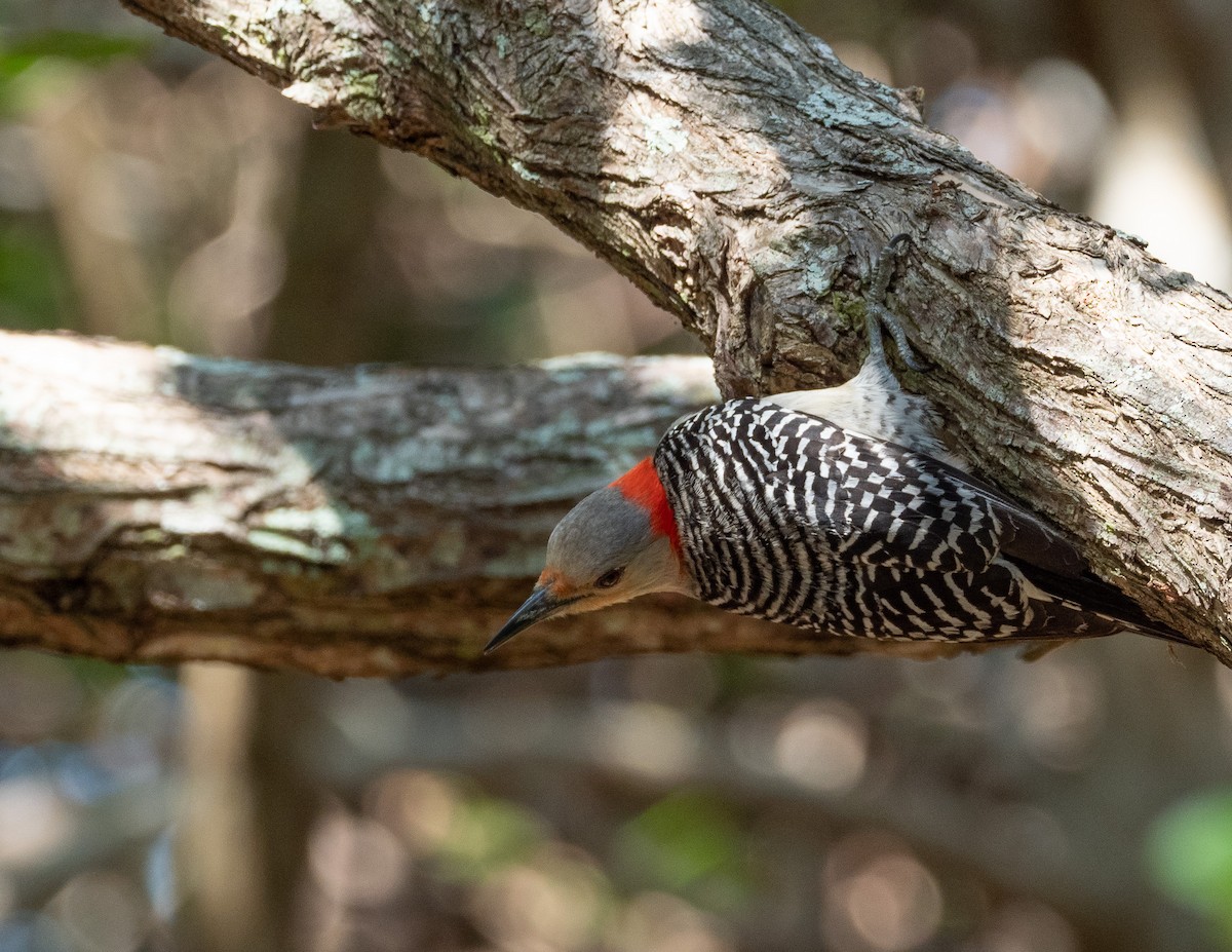 Red-bellied Woodpecker - ML445253861