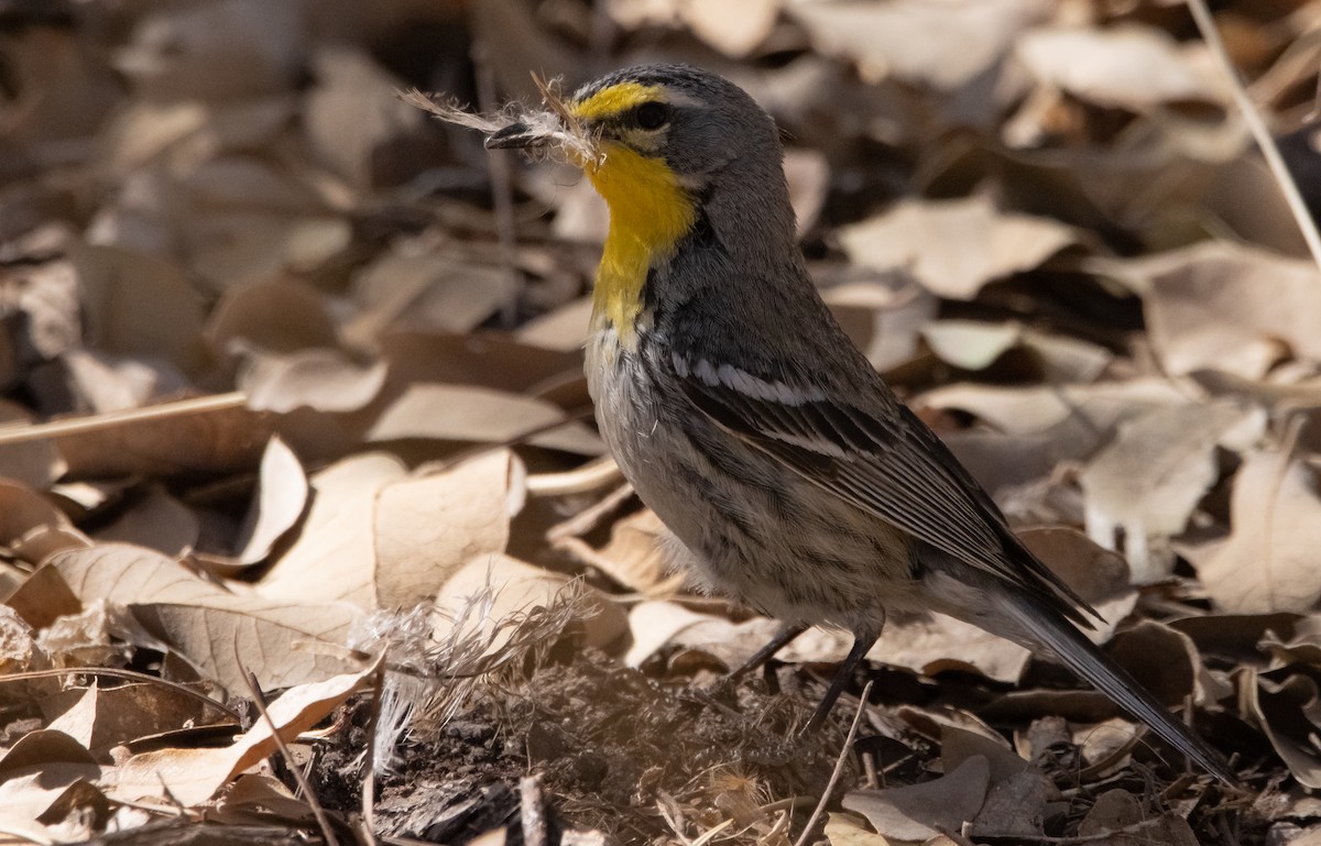 Grace's Warbler - Liam Huber