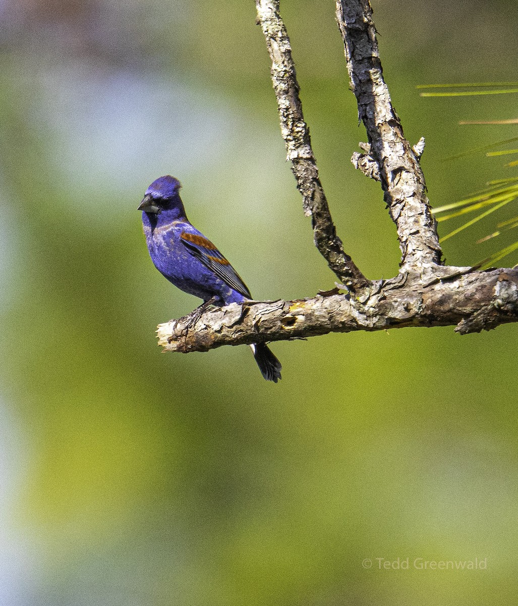 Blue Grosbeak - ML445255141