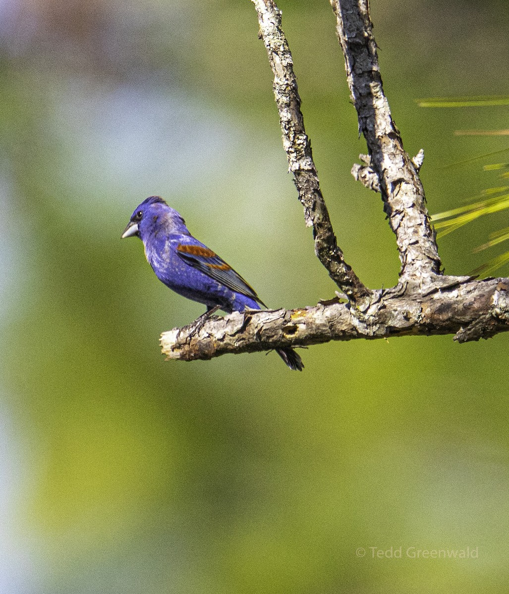 Blue Grosbeak - ML445255151