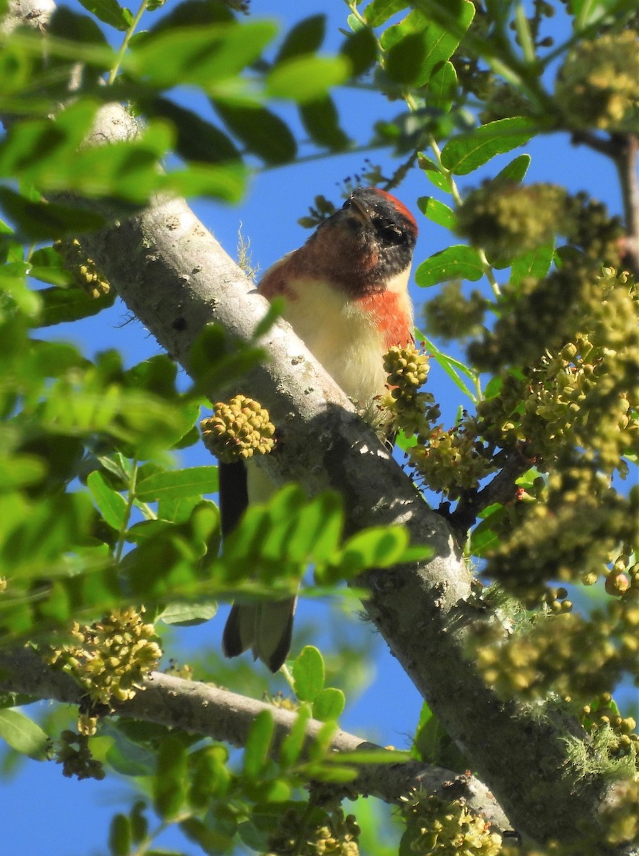 Bay-breasted Warbler - ML445255421