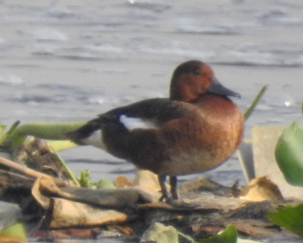 Ferruginous Duck - ML445255451