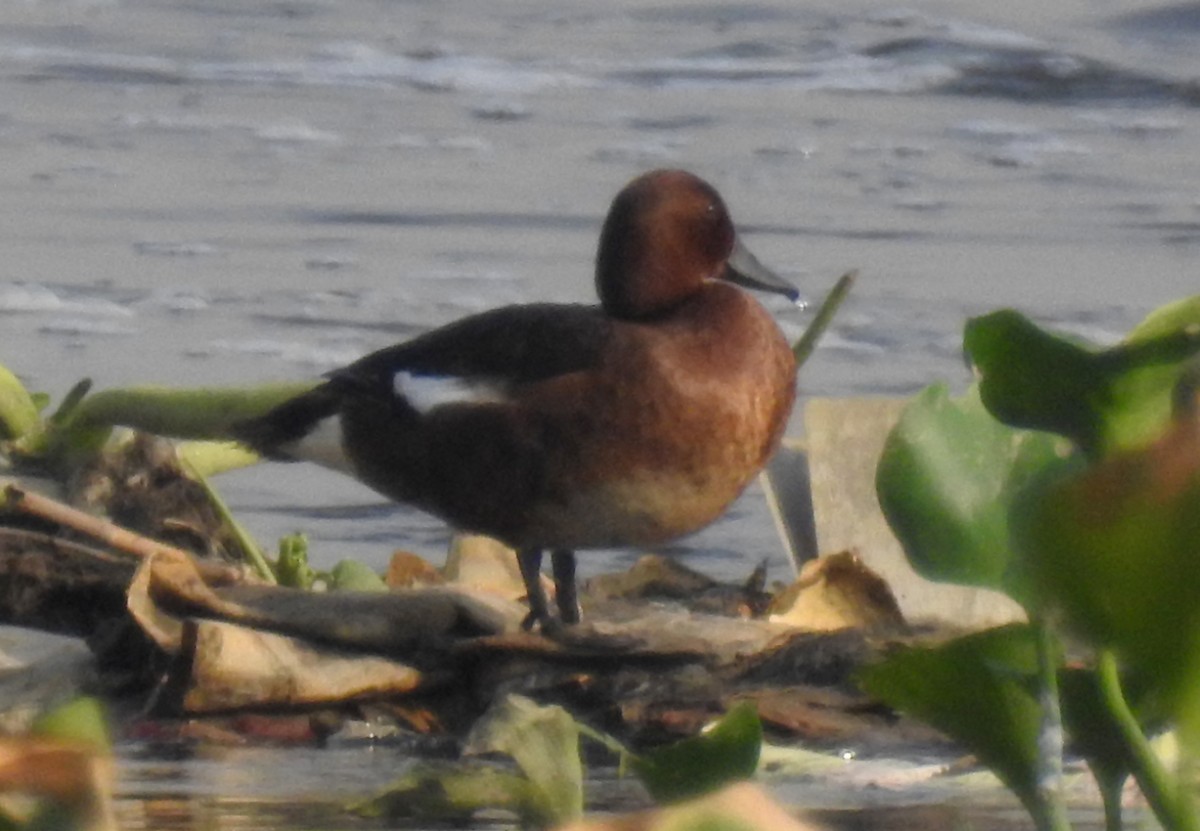 Ferruginous Duck - ML445255611