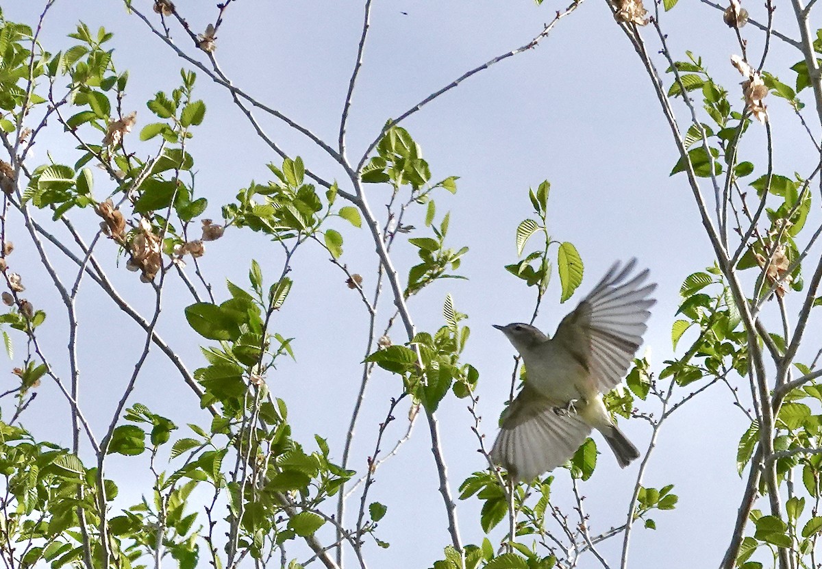 Warbling Vireo - ML445255941
