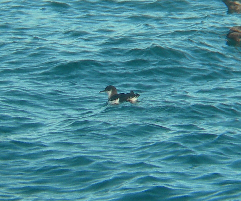 Manx Shearwater - ML44525631