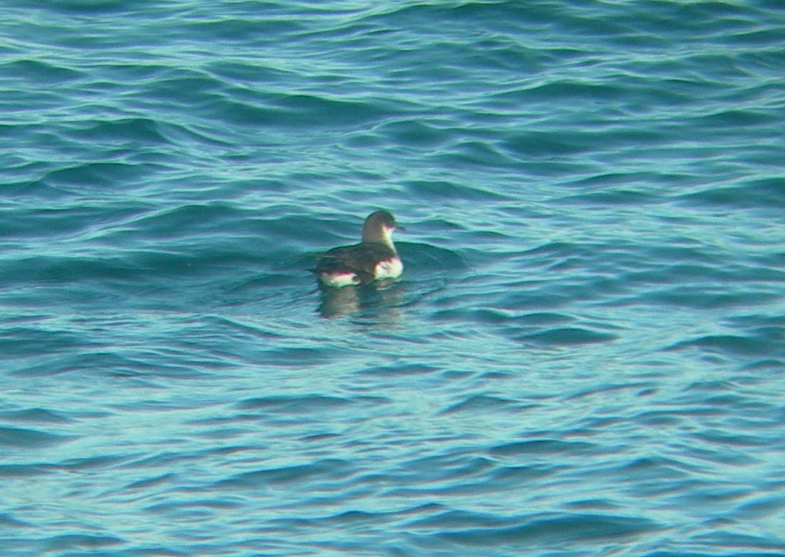 Manx Shearwater - ML44525641