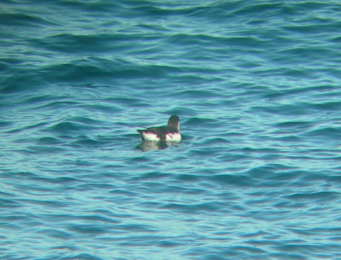Manx Shearwater - ML44525651