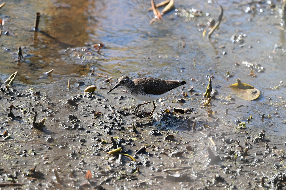 Solitary Sandpiper - ML445256511