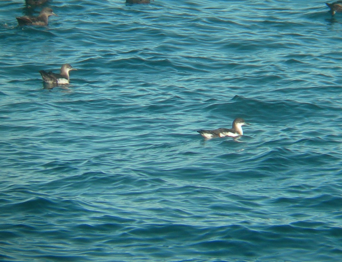 Manx Shearwater - ML44525661