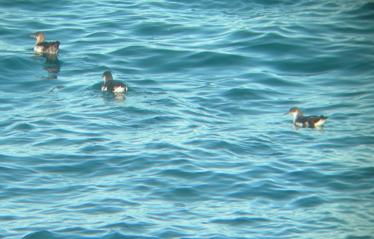 Manx Shearwater - ML44525671