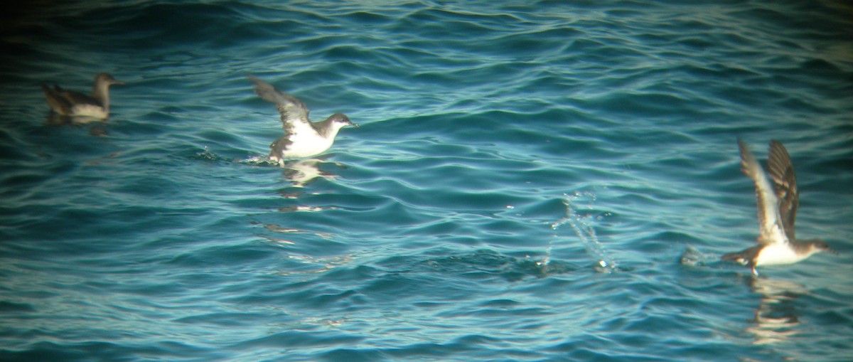 Manx Shearwater - ML44525681