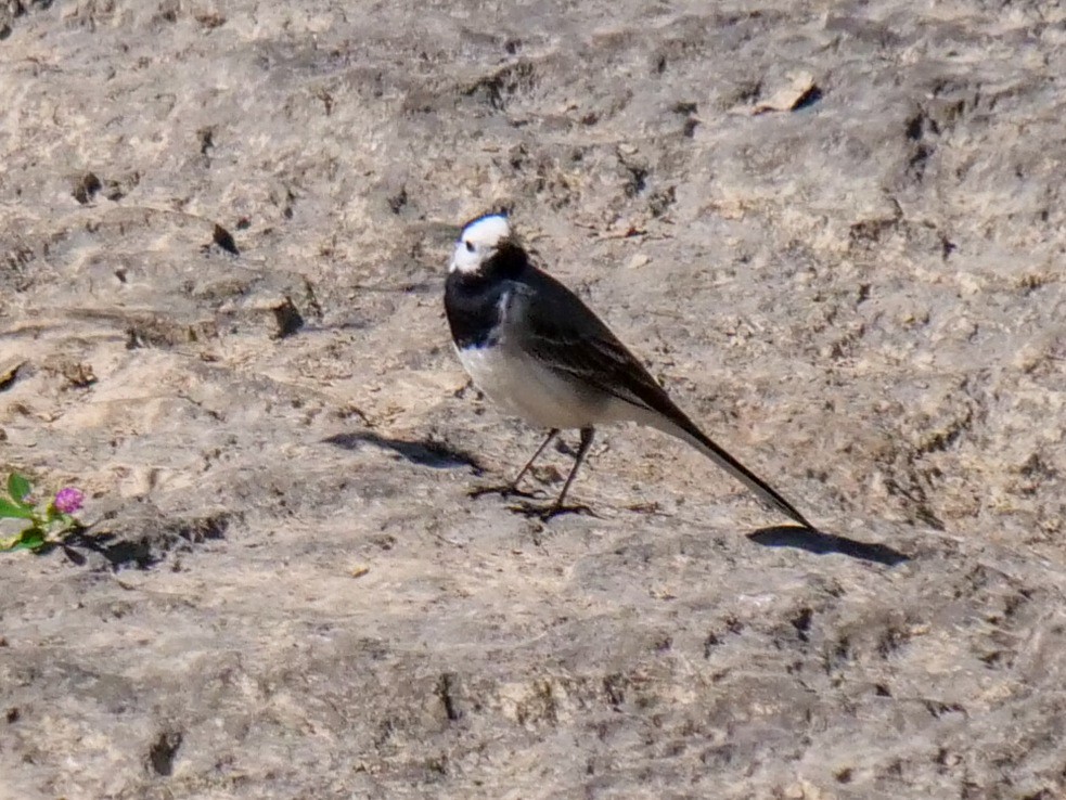 נחליאלי לבן - ML445259681