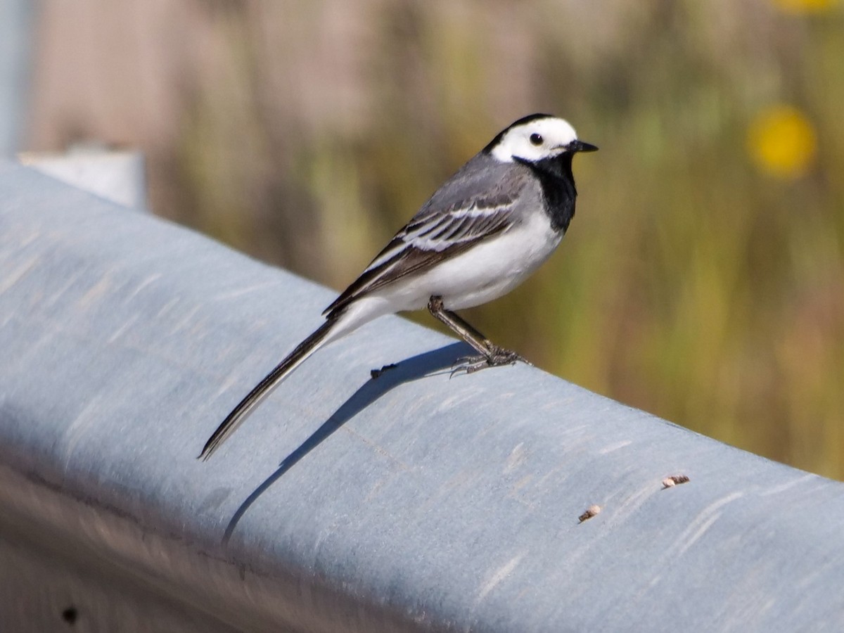 White Wagtail - ML445259711