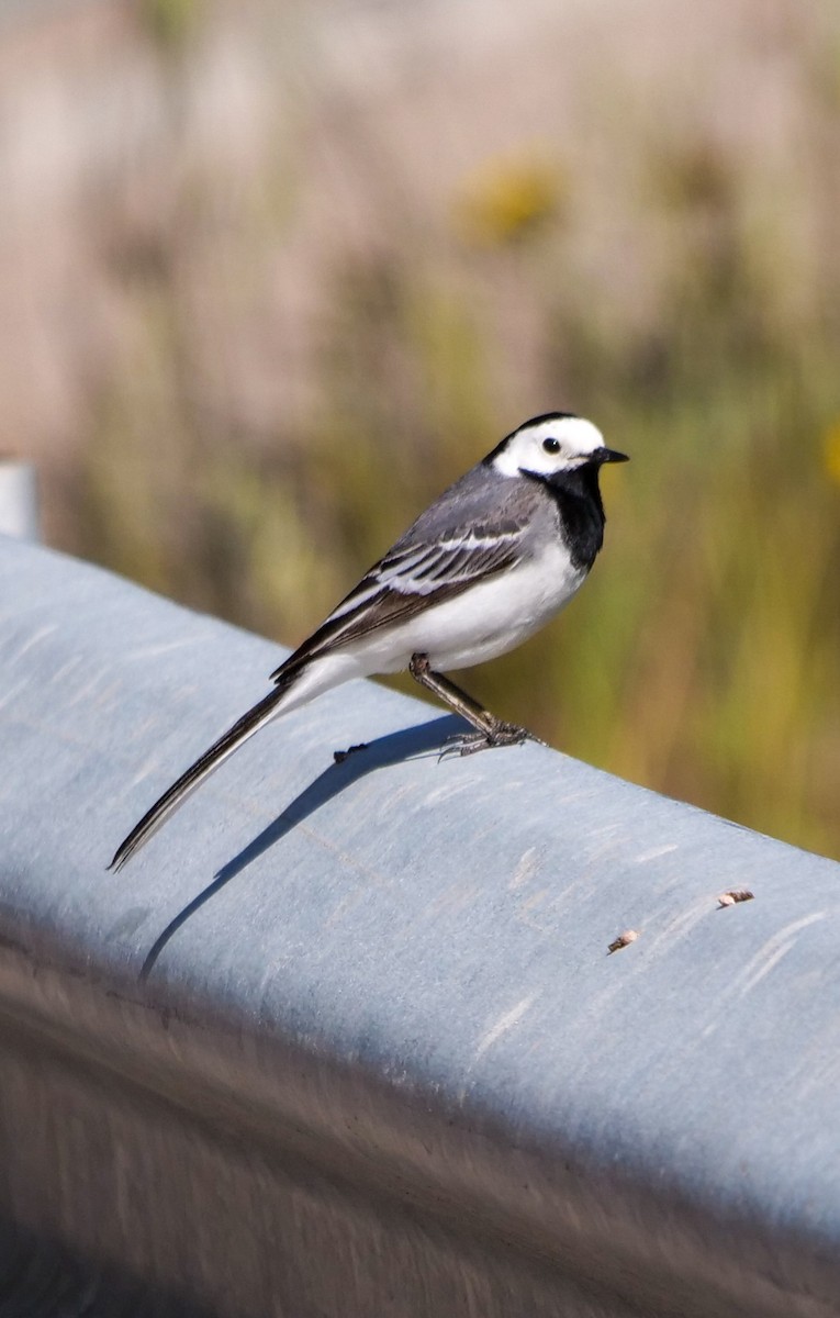 White Wagtail - ML445259731