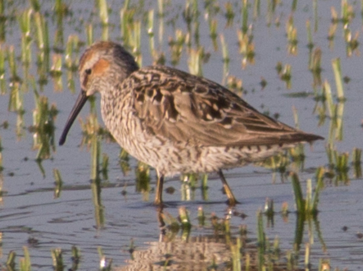 Stilt Sandpiper - ML445259871