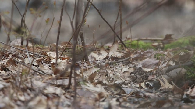 Swainson's Warbler - ML445260021