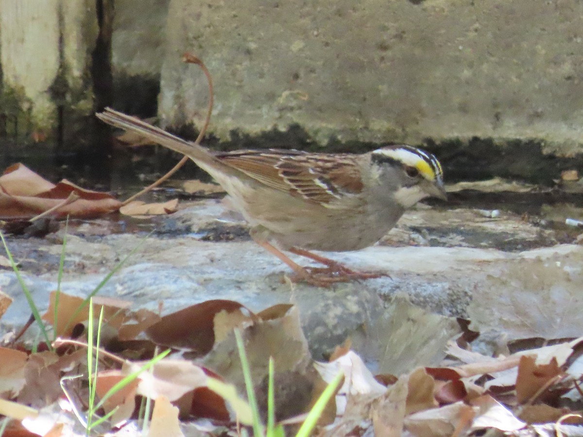 White-throated Sparrow - ML445262181