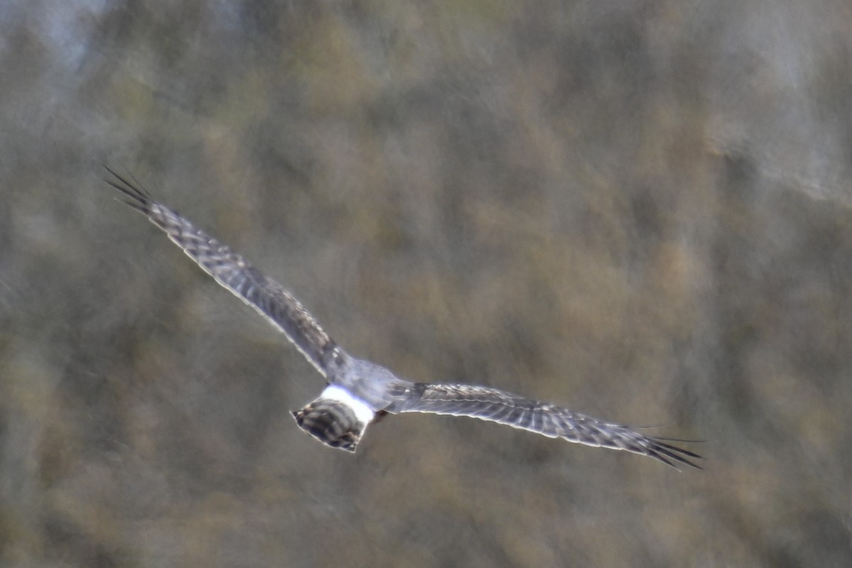 Northern Harrier - Alissa Kiedrowski