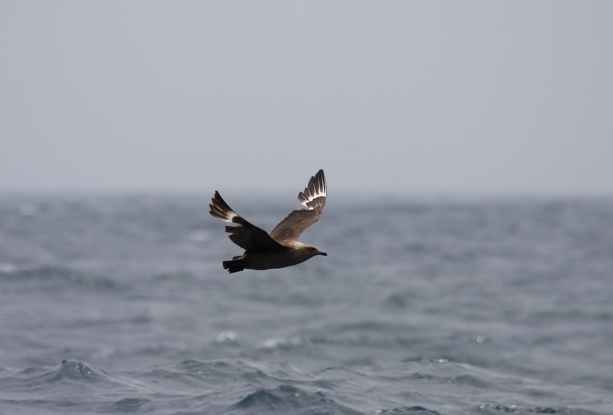 South Polar Skua - Matt Brady