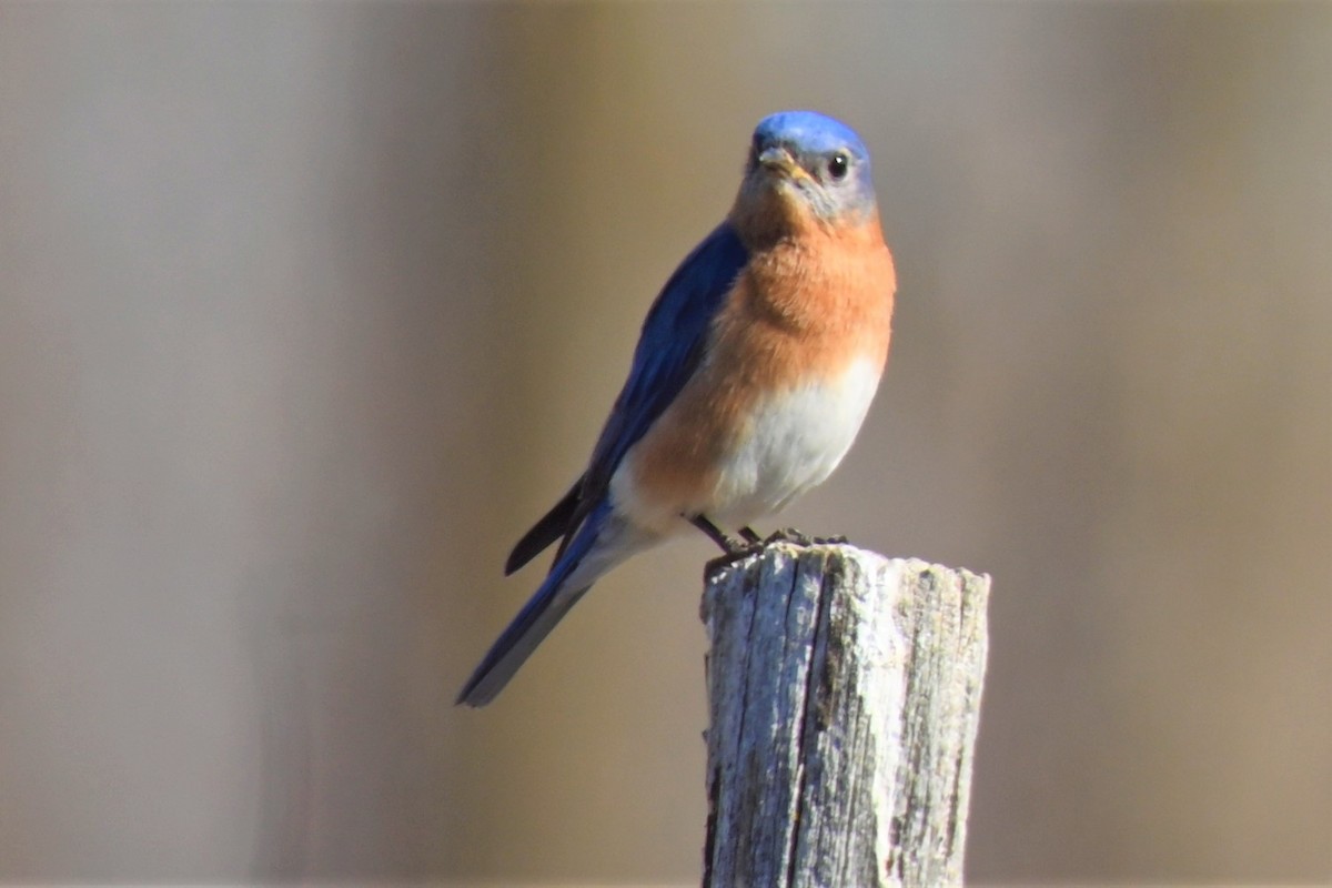 Eastern Bluebird - ML445263321