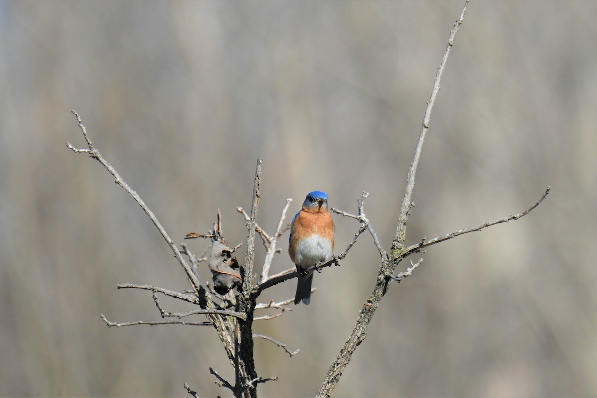 Eastern Bluebird - ML445263351