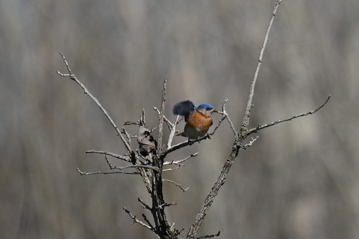 Eastern Bluebird - ML445263361