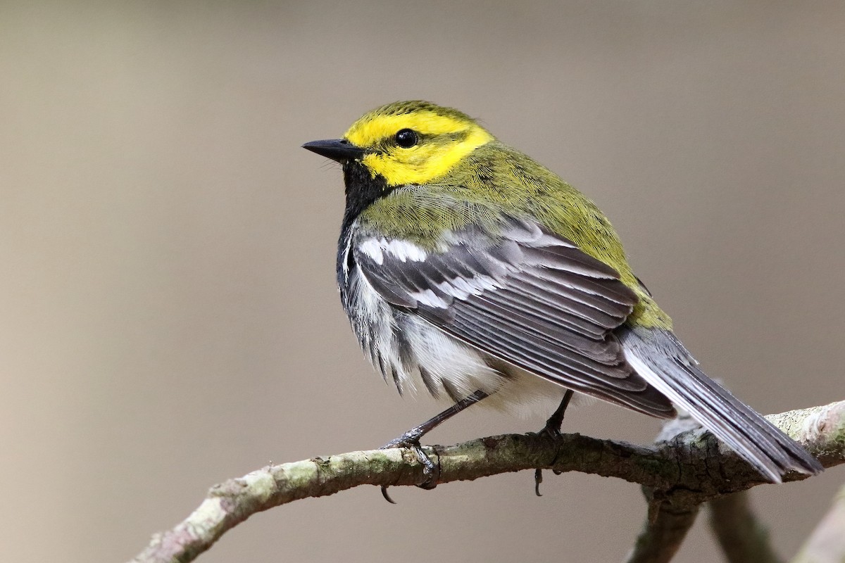 Black-throated Green Warbler - ML445263401